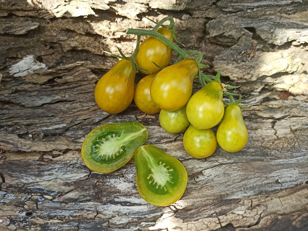 Томат Зеленая груша / Lycopersicon esculentum Green Pear