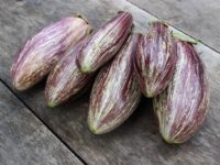 Баклажан Адрианопольский фиолетовый / Solanum melongena полосатый