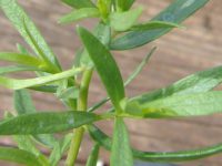 Полынь эстрагонная (тархун) / Artemisia dracunculus