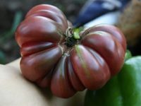 Томат Фиолетовый калабас / Purple Calabash Tomato Lycopersicon esculentum