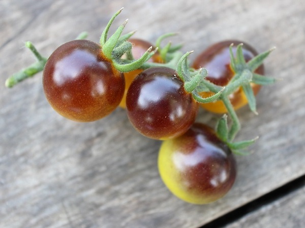 Томат Золотые ягоды / Lycopersicon esculentum Gold Berries