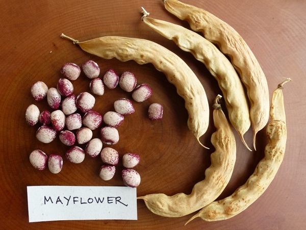 Фасоль Майский цветок / Phaseolus vulgaris Mayflower Bean