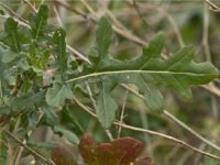 Рукола Пасьянс / Двурядник тонколистный / Diplotaxis tenuifolia