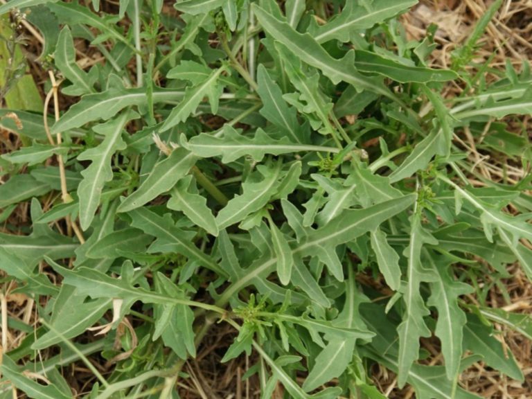 Рукола Покер / Эрука посевная / Eruca vesicaria subsp. sativa