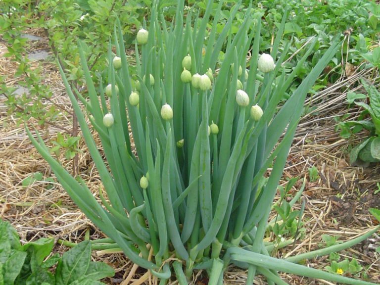 Лук-батун Апрельский / Allium fistulosum