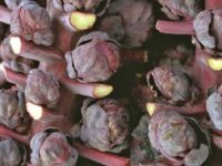 Капуста брюссельская Гранатовый браслет / Brassica oleracea var. gemmifera