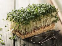 Кресс-салат Дукат / Lepidium sativum