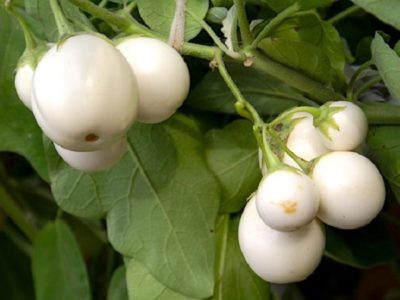 Баклажан Пинг-понг / Solanum melongena