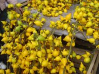 Паслен сосочковый / Solanum mammosum