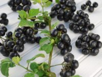 Паслен черновишенный / Solanum melanocerasum