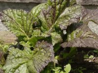 Горчица листовая Мустанг / Brassica juncea