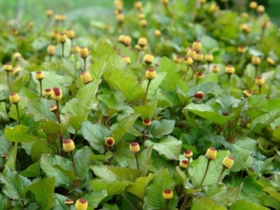 Акмелла огородная (спилантес) / Acmella oleracea (Spilanthes acmella)