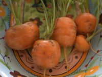 Морковь Внучка / Daucus sativus