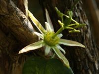 Пассифлора Герберта / Passiflora herbertiana