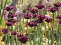 Лук темно-пурпуровый / Allium atropurpureum