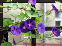 Ипомея пурпурная Виолетта / Ipomoea purpurea