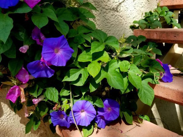 Ипомея пурпурная Виолетта / Ipomoea purpurea