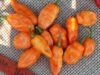 Перец Хабанеро оранжевый / Capsicum chinense Orange Habanero