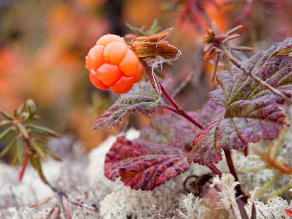 Морошка / Rubus chamaemorus