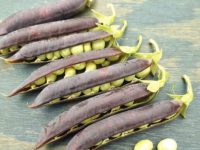 Горох Фиолетовый сахар / Pisum sativum