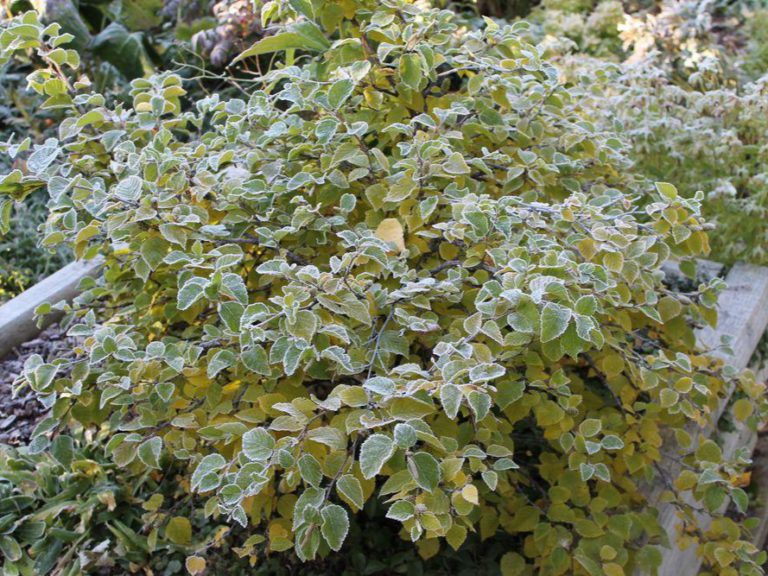 Береза Гмелина / Betula gmelinii