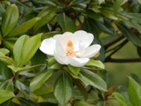 Магнолия крупноцветковая / Magnolia grandiflora