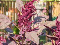 Амарант овощной Рубиновый букет / Amaranthus tricolor