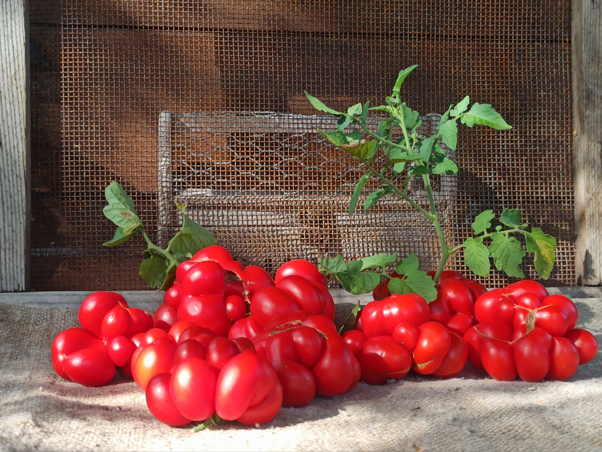 томаты сорт демидов отзывы фото
