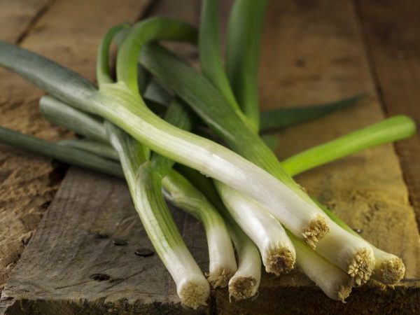 Лук-батун Белое перо / Allium fistulosum