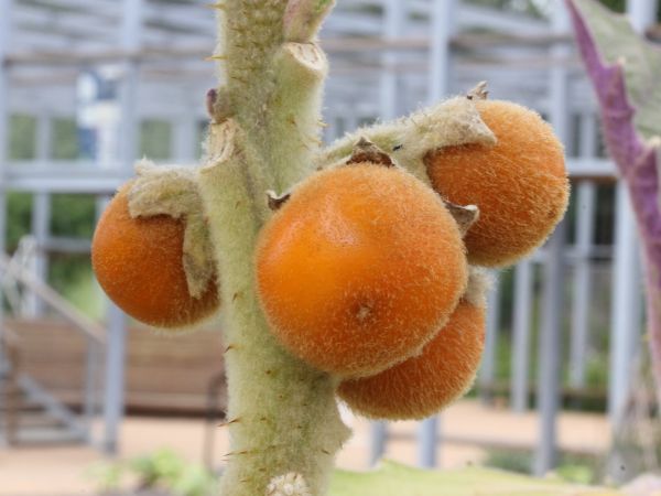 Наранхилла / Solanum quitoense