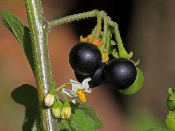 Паслен черный / Solanum nigrum