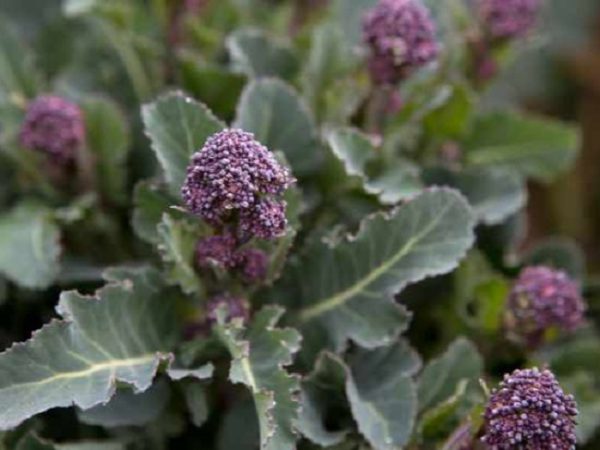 Ранняя фиолетовая брокколи / Brassica oleracea var. italica Early Purple Sprouting