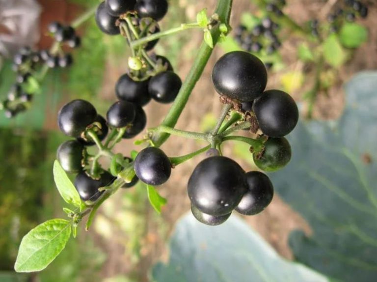 Санберри / Solanum retroflexum (Solanum scabrum × Solanum villosum)