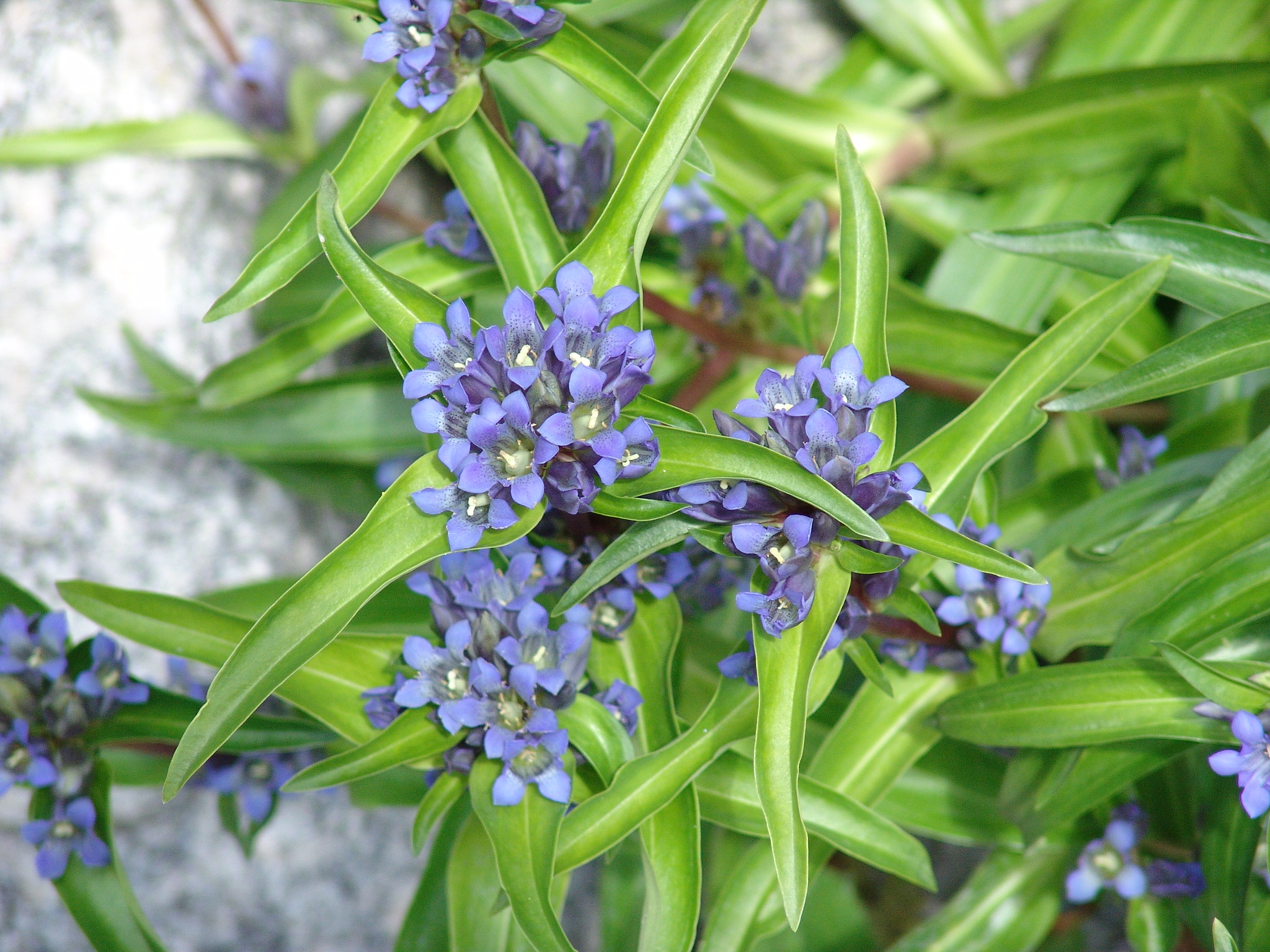 Gentiana cruciata