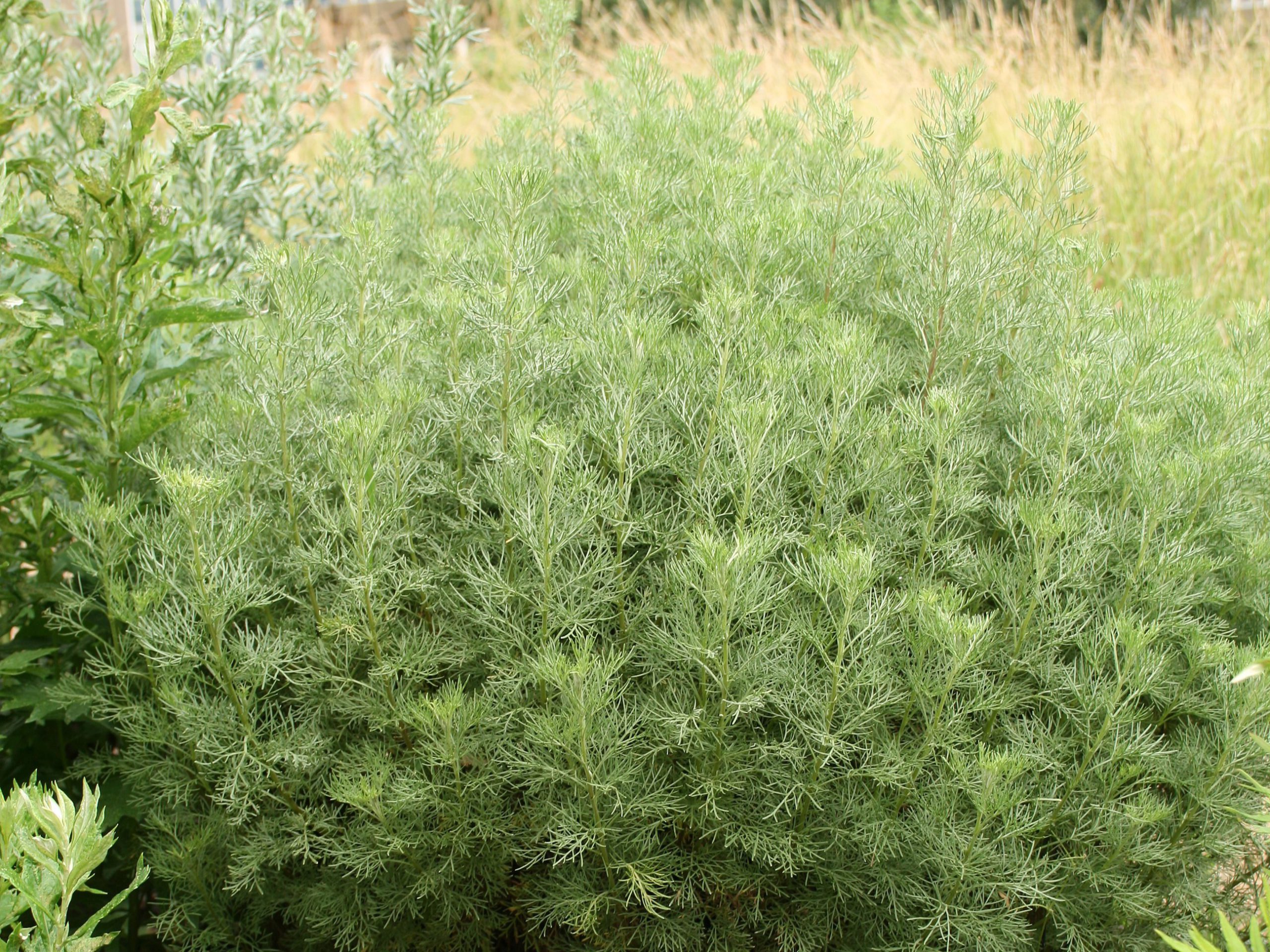 Полынь-абротан(Artemisia abrotanum).